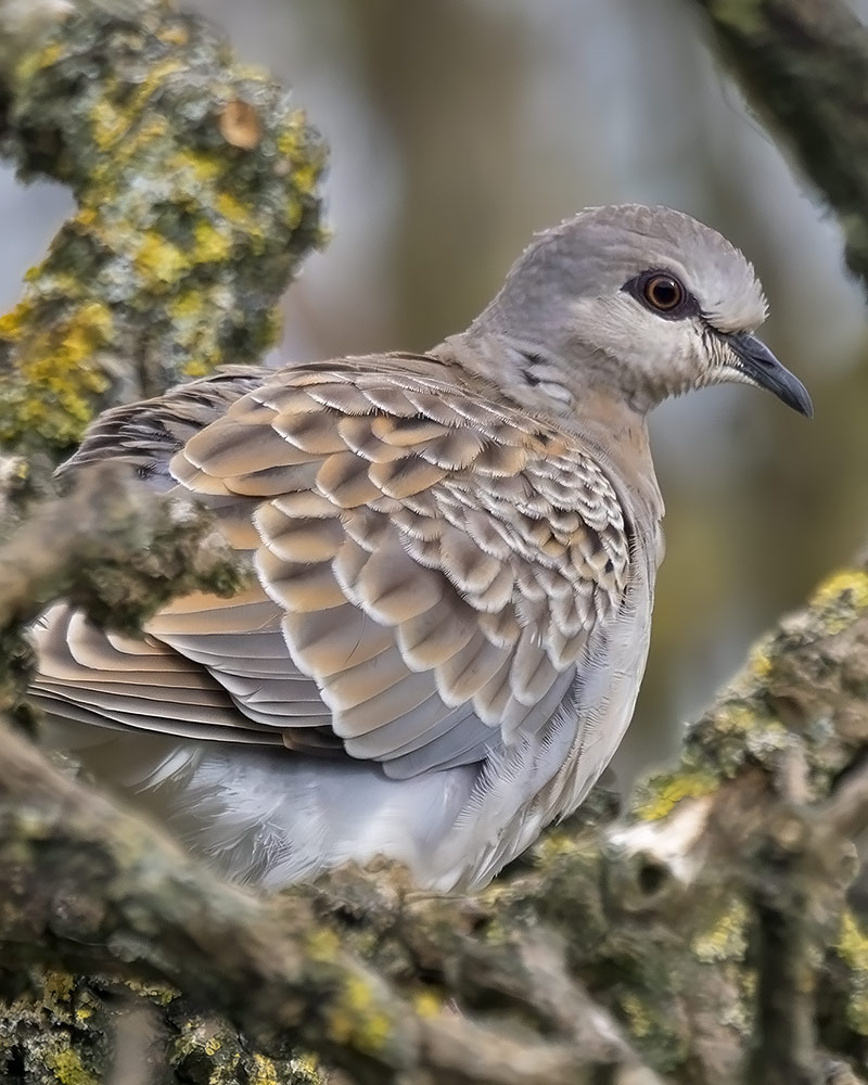 Turtle dove